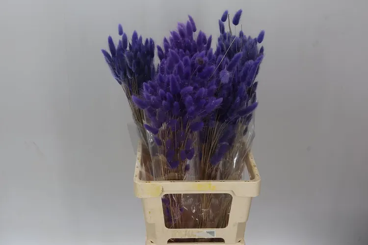Dried Lagurus Milka 65 cm