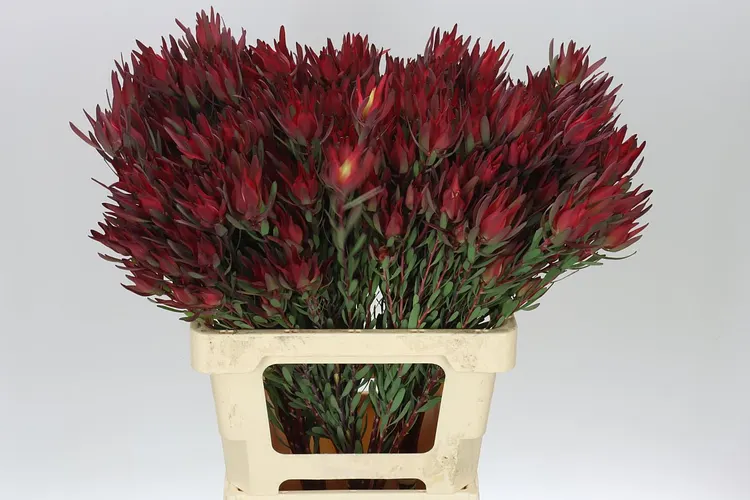 Leucadendron Sal Blush Spray 60 cm