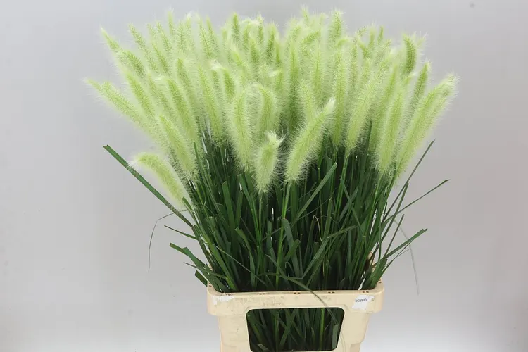 Pennisetum Blondi 75 cm