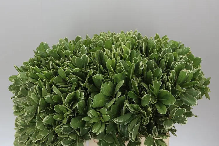 Pittosporum Ilan 60 cm