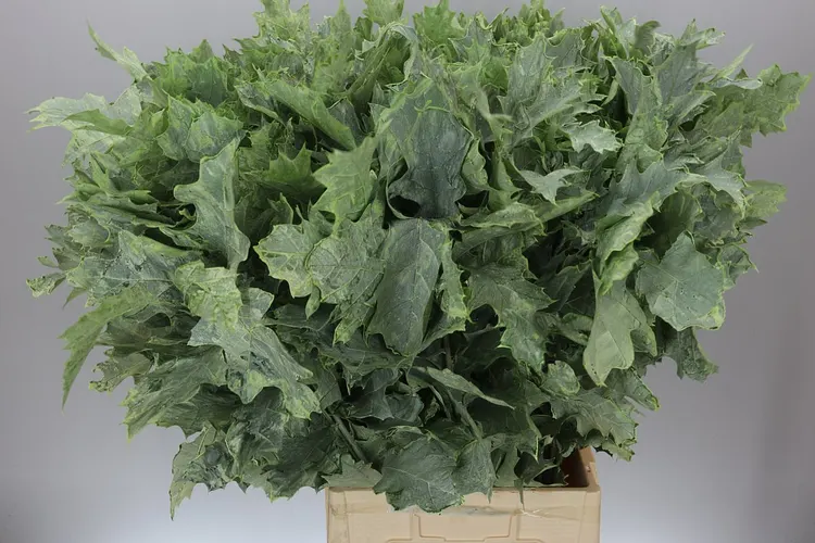 Quercus Rubra Green 20st 80 cm
