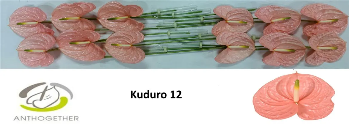 Anth Kuduro