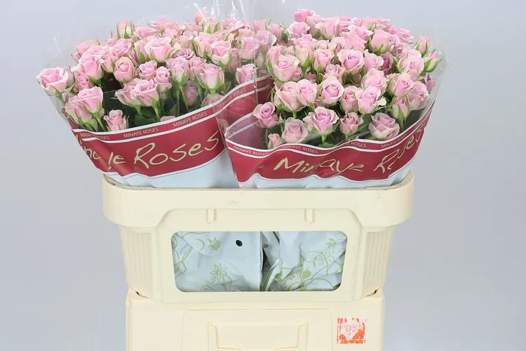 Rosa Tr Leila 70 cm