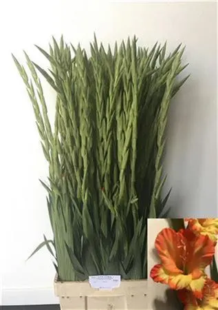 Glad Princess Margareth 120 cm