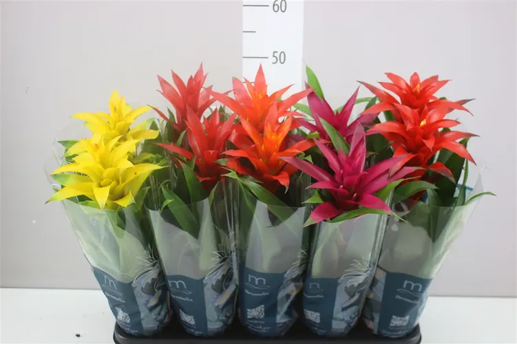 Guzmania mix črepník 12 cm