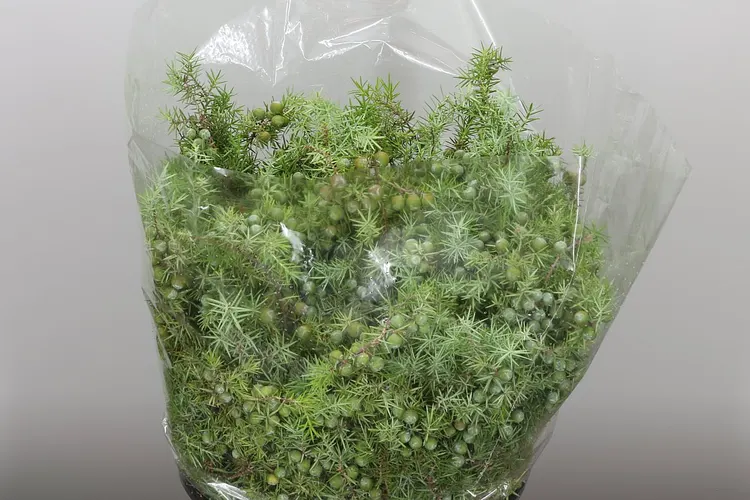 Jenever Berries 60 cm