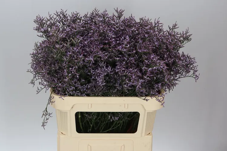 Lim. Saf Lilac 80 cm