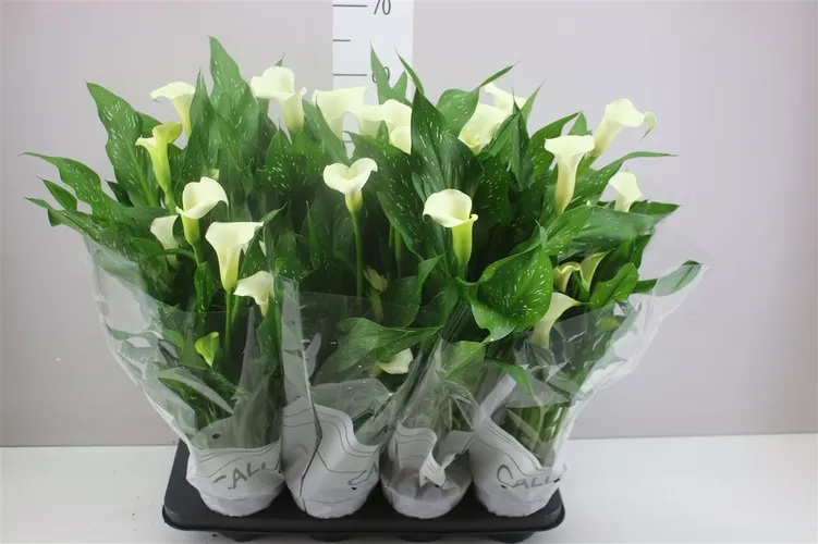 Zant Capt Fresco A2 črepník 14 cm