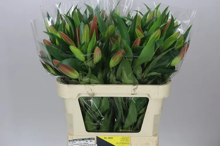 Ľalia orientálna Robina 80 cm