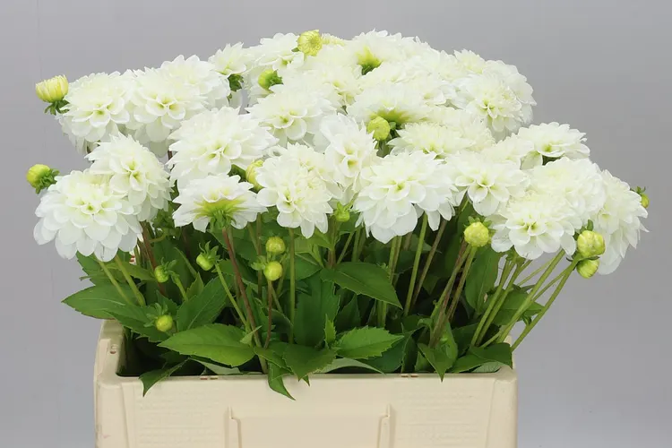 Dahlia White Love 60 cm