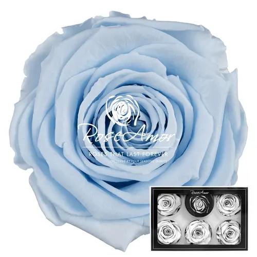 Stabilizovaná ruža XL ⌀ 6 cm, modrá BLU89