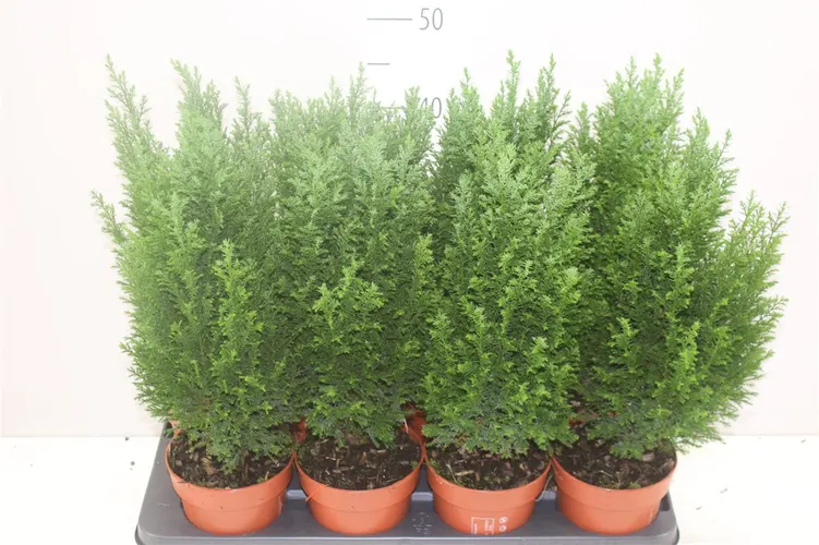 Chamaecyparis La Ellwoodii črepník 13 cm