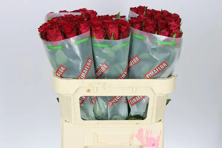 Ruža Madam Red 70 cm