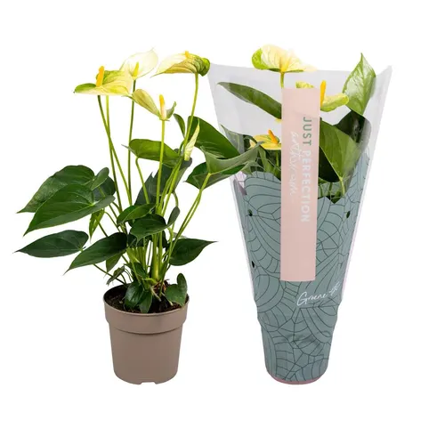Antúrium Vanilla črepník 12 cm