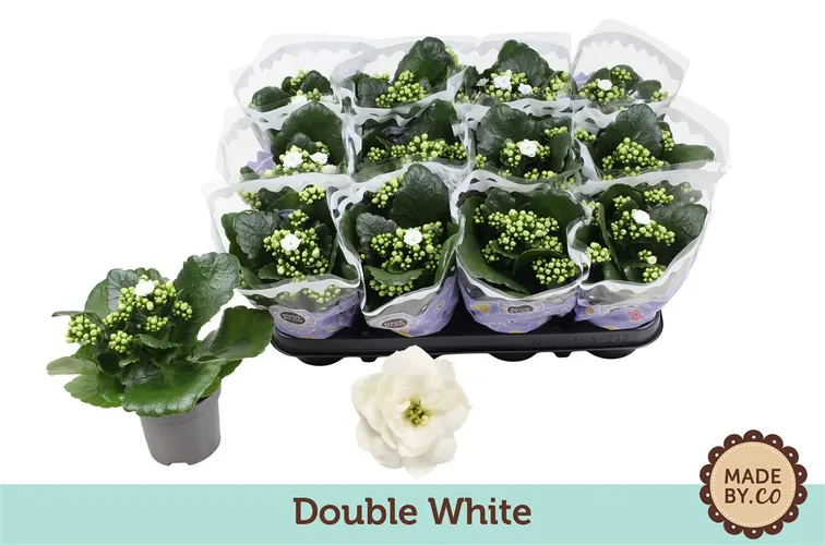 Kalanchoe Calandiva Wit črepník 9 cm