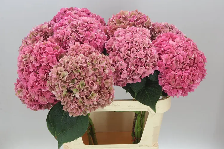 Hyd Rodeo Cerise Classic 80 cm