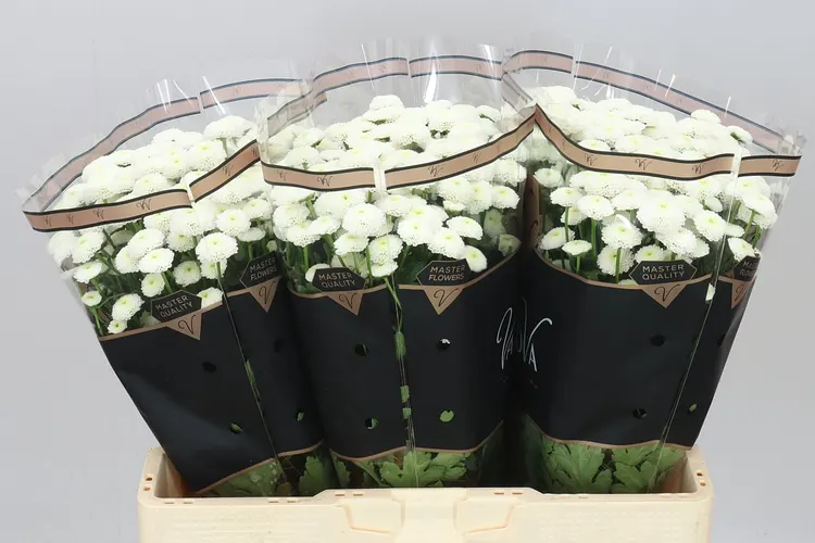 Sant Pizarro 55 cm