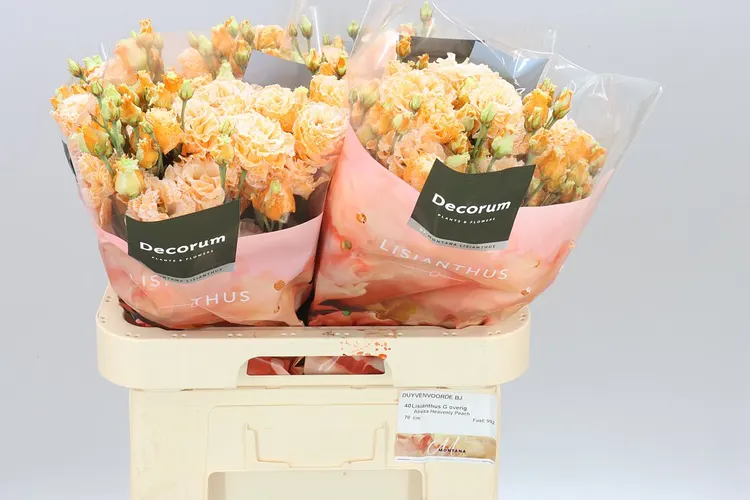 Eustóma Dy Heavenly Peach 70 cm