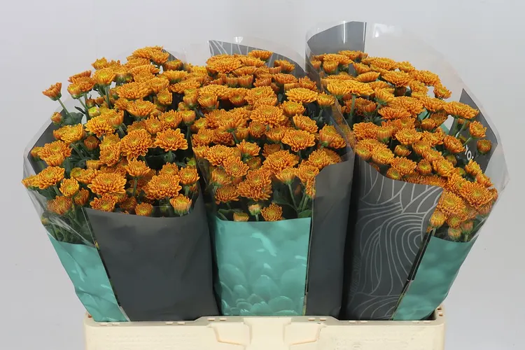Chryzantéma santini Ellison Orange 55 cm