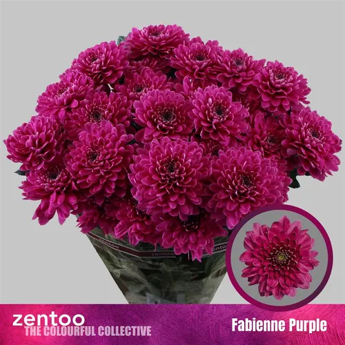 Chr T Fabienne Purpl 70 cm
