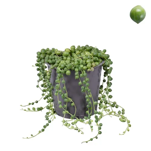 Senecio Rowleyanus (zonder Hoes) črepník 12 cm