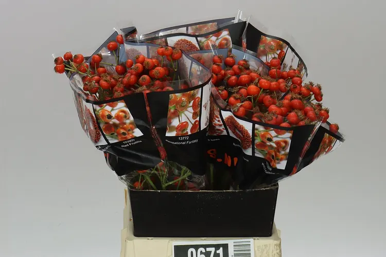 Rozenbottel Hiphop Sunset 45 cm