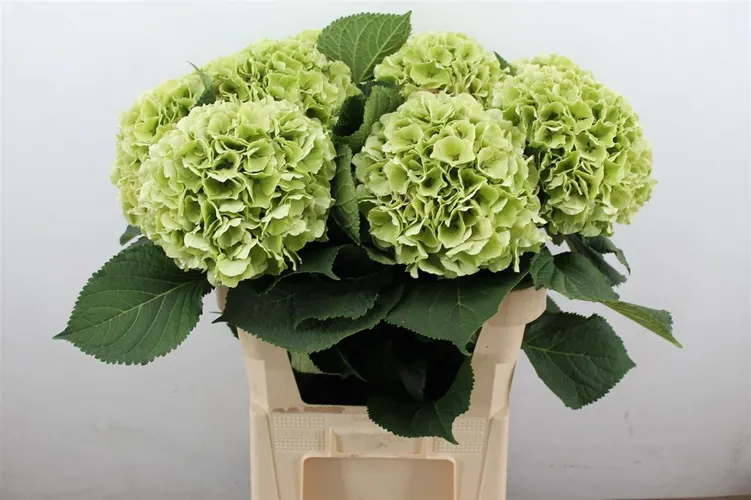 Hyd Verena Green Classic 80 cm
