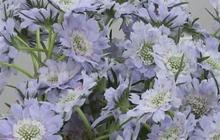 Scabiosa C Jisca Lavendel