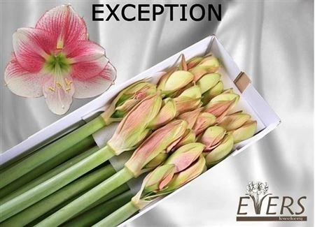 Amarylis Exception 80 cm
