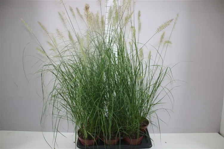 Pennisetum Alop Hameln črepník 17 cm