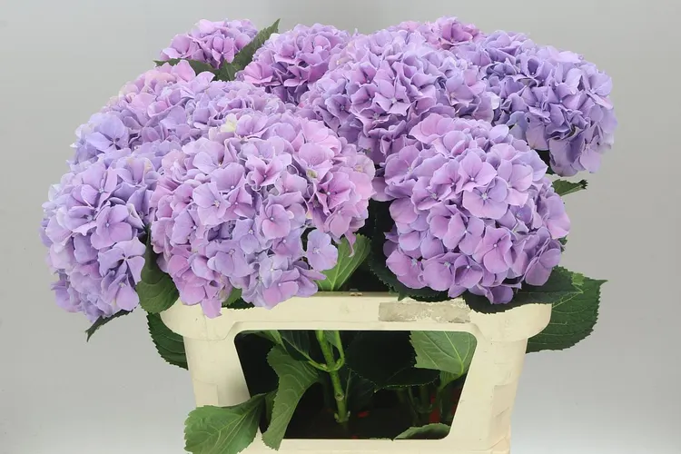 Hortenzia Benefit 80 cm