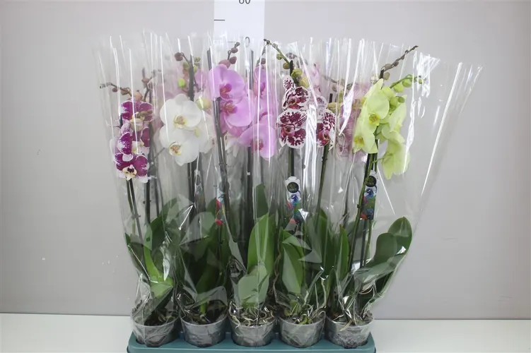 Orchidea Phalaenopsis mix, 2 výhony črepník 12 cm