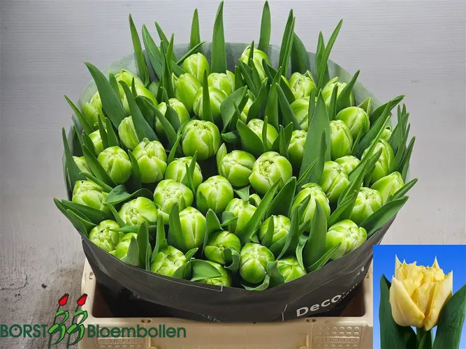 Tulipán plnokvetý Avant Garde 38 cm