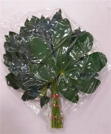 Aralia Small Vacuum X1 30 cm