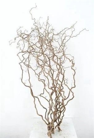 Corylus 120 cm