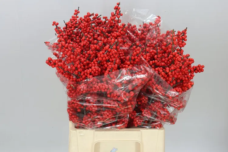 Ilex Verticillata 60 cm