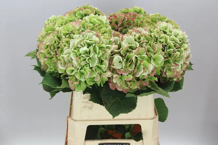 Hortenzia Verena Ice Classic 80 cm