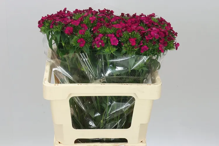 Di Barb Neon Cherry 55 cm