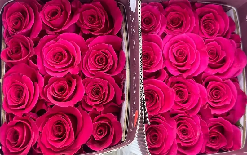 Rosa Gr Ec Hot Cake 60 cm