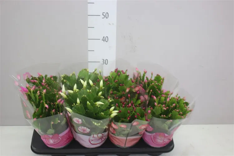 Schlumbergera Gemengd črepník 13 cm