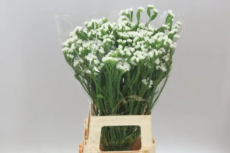 Lim. S White Wing 75 cm