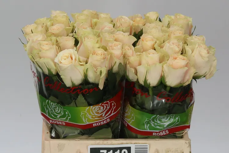 Rosa Gr Charmant 40 cm