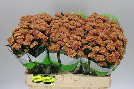 Sant Ellison Salm 55 cm