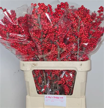 Ilex Verticillata 80 cm