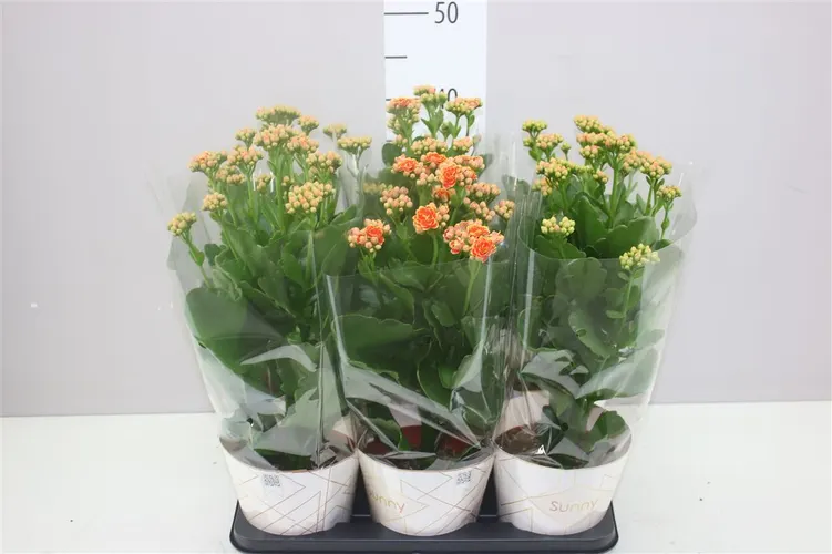 Kalanchoe Sunny Orange črepník 14 cm
