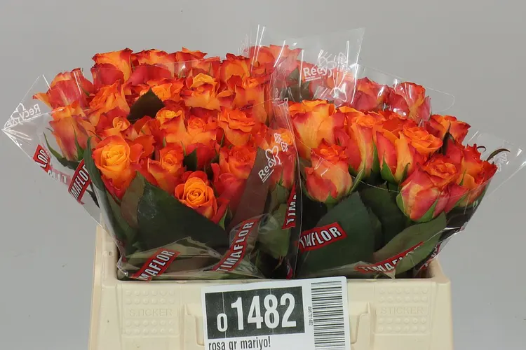 Rosa Gr Mariyo! 35 cm