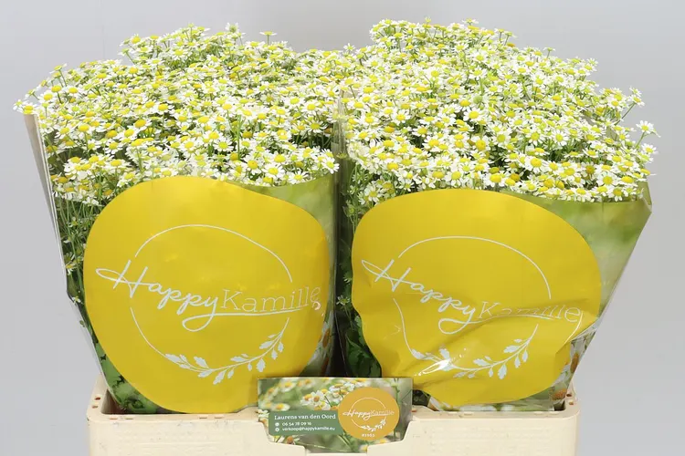 Tanacetum Single Vegmo 60 cm