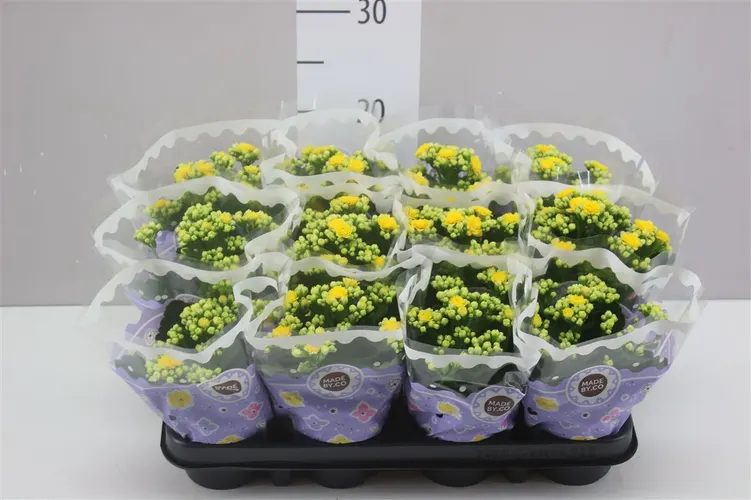 Kalanchoe Calandiva Geel Rijp A2 črepník 9 cm