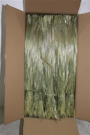 Dried Gerst Barley 60 cm