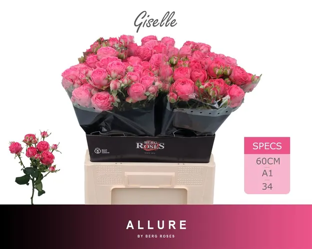 Ruža trsová Giselle X5 Ex 60 cm